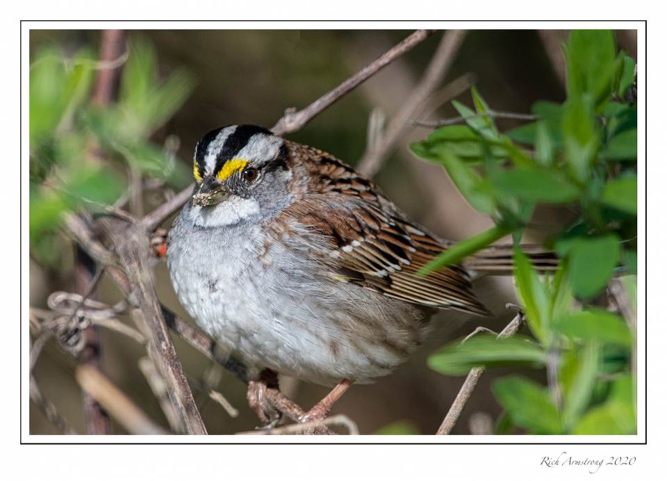 white-throated sparrow copy.jpg